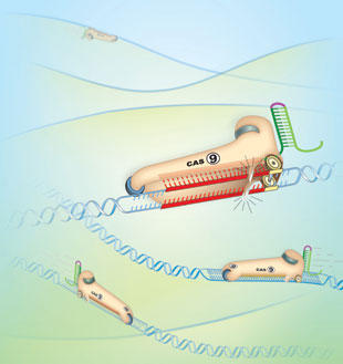 CRISPR-Cas9 visualized in action