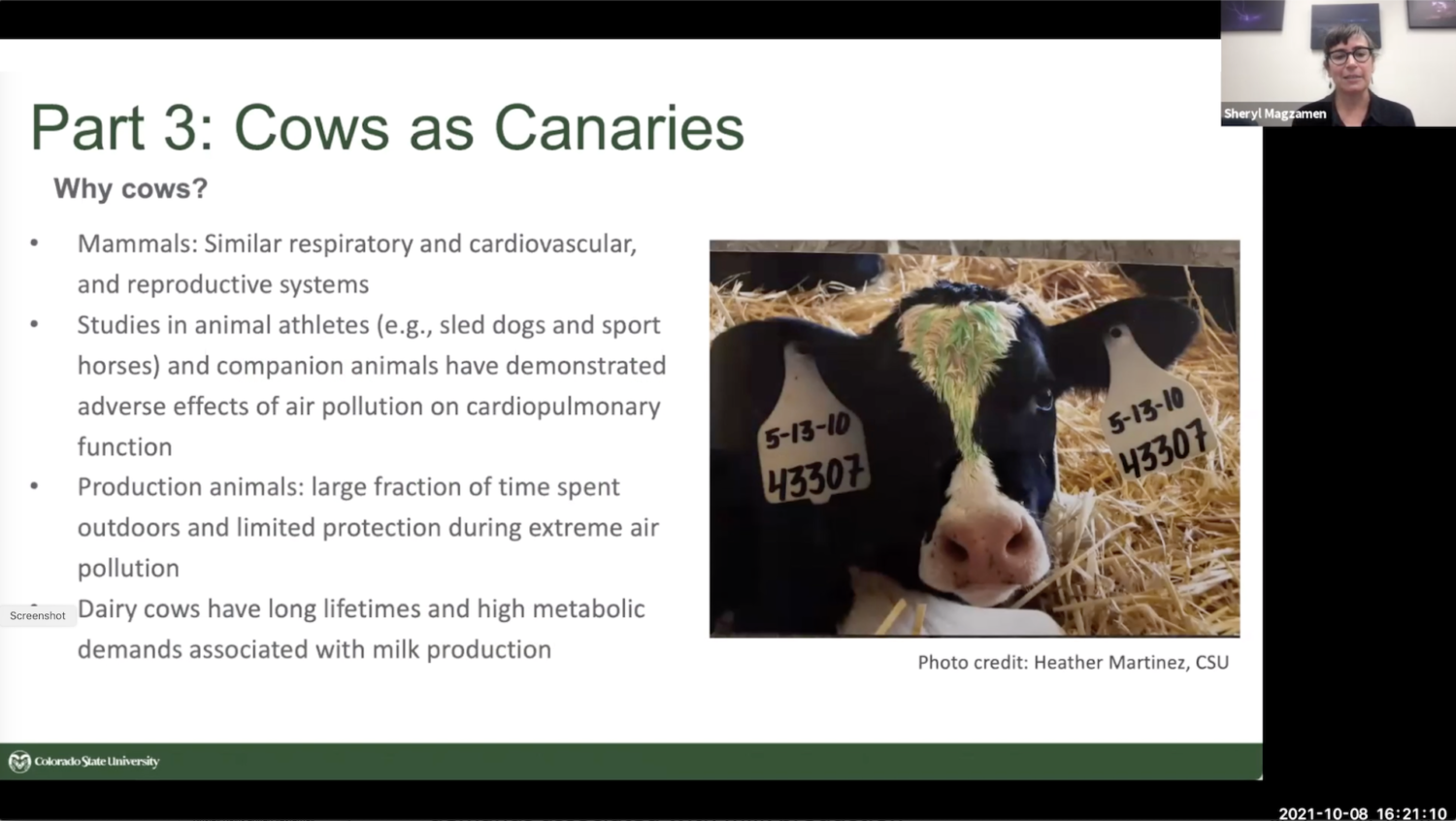 cows as canaries